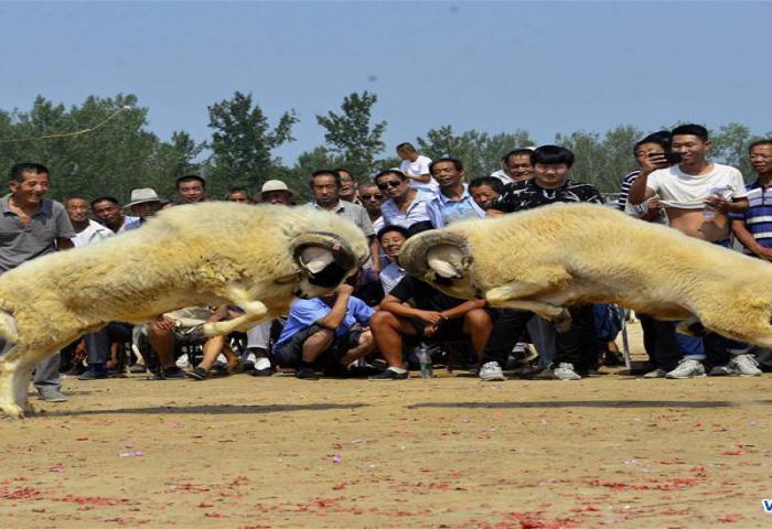Serunya Tarung Kambing Jantan di China